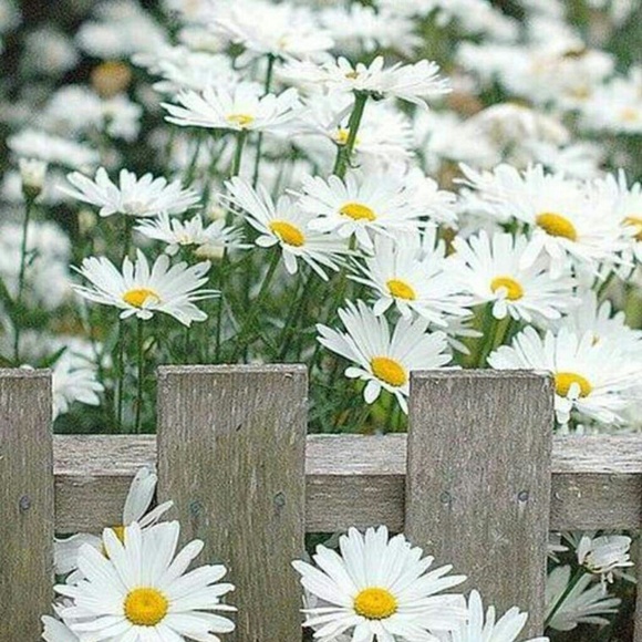 Meet your Posher, Donna - Picture 1 of 1